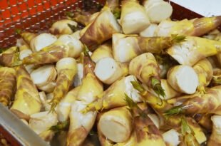 Bamboo Shoots Havesting