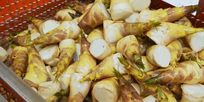 Bamboo Shoots Havesting