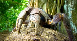 The Colossal Coconut Crab