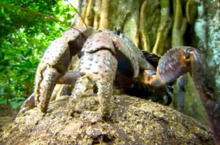 The Colossal Coconut Crab