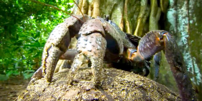 The Colossal Coconut Crab