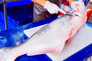 Giant Catfish Cutting Skills, Thai Spice Fried Catfish