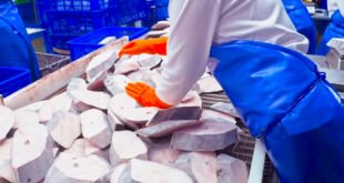 Halibut Fish Steak Processing Plant