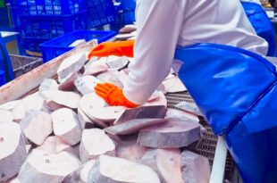 Halibut Fish Steak Processing Plant