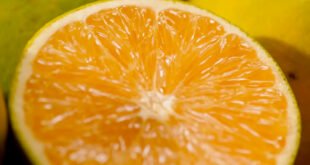 How Orange Juice Is Processed