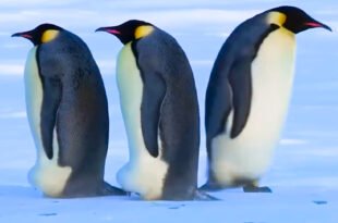 penguin moments